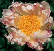 Пион Vanilla Raspberry Swirl (Ванилла Распберри Свирл)