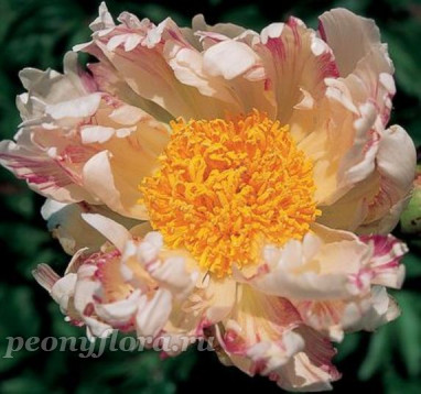 Пион Vanilla Raspberry Swirl (Ванилла Распберри Свирл)