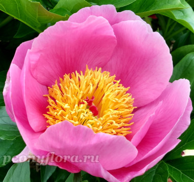 Пион Vivid Glow (Вивид Глоу)