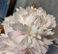 Пион Voque (Вок)