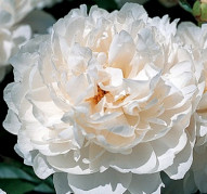 Пион White Wicker (Уайт Уайкер)