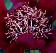 Пион Wine Angel (Вайн Энжел)