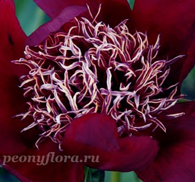 Пион Wine Angel (Вайн Энжел)