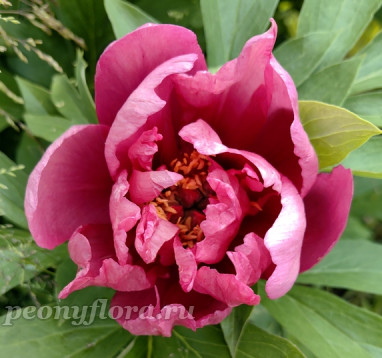 Пион Yankee Doodle Dandy (Янки Дадл Денди)