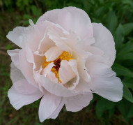 Пион Zuzu (Зузу)