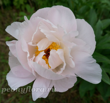 Пион Zuzu (Зузу)