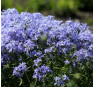 Phlox divaricata Blue Parfume 