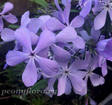 Phlox divaricata Blue Parfume 