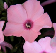 Флокс Flamingo (Фламинго)  