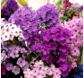 Флокс Luc's Lilac (Люкс Лайлек)