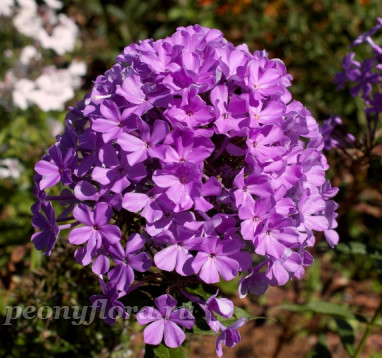 Флокс Luc's Lilac (Люкс Лайлек)