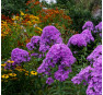 Флокс Luc's Lilac (Люкс Лайлек)