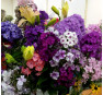 Флокс Luc's Lilac (Люкс Лайлек)