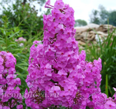 Флокс Rosalinde (Розалинда)