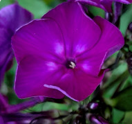 Флокс Колдун (Phlox Koldun)  