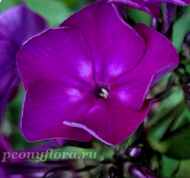 Флокс Колдун (Phlox Koldun)  