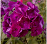 Флокс Колдун (Phlox Koldun)  