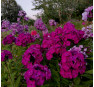 Флокс Колдун (Phlox Koldun)  