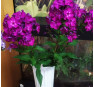 Флокс Колдун (Phlox Koldun)  