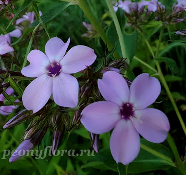 Флокс Лесная Фея (Phlox paniculata Lesnaya Feya)