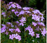 Флокс Лесная Фея (Phlox paniculata Lesnaya Feya)