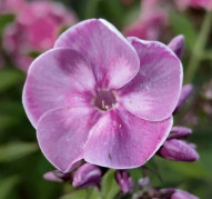 Флокс Модерн (Phlox paniculata Modern)