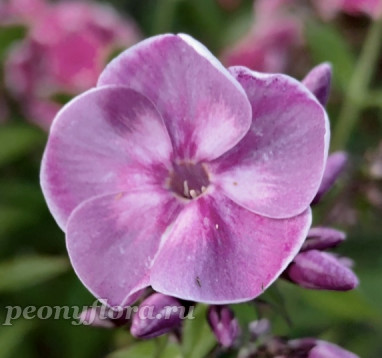 Флокс Модерн (Phlox paniculata Modern)