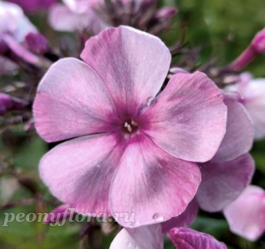 Флокс Северная Пальмира (Phlox Severnaya Pal'mira) 
