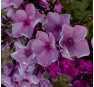 Флокс Северная Пальмира (Phlox Severnaya Pal'mira) 