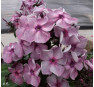 Флокс Северная Пальмира (Phlox Severnaya Pal'mira) 