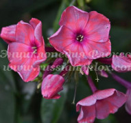 Флокс Сладкая Жизнь (Phlox Sladkaya Zhizn') 