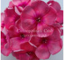 Флокс Сладкая Жизнь (Phlox Sladkaya Zhizn') 