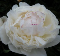 Пион Avalanche (Аваланш)