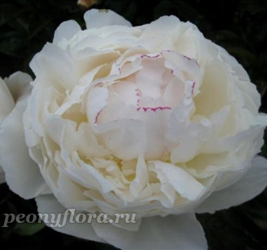 Пион Avalanche (Аваланш)