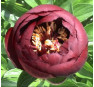 Пион Buckeye Belle (Бакай Белль)