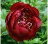 Пион Buckeye Belle (Бакай Белль)