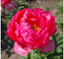 Пион Cytherea (Цитерия)