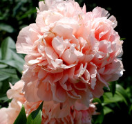 Пион Glowing Raspberry Rose (Глоуинг Распберри Роуз)