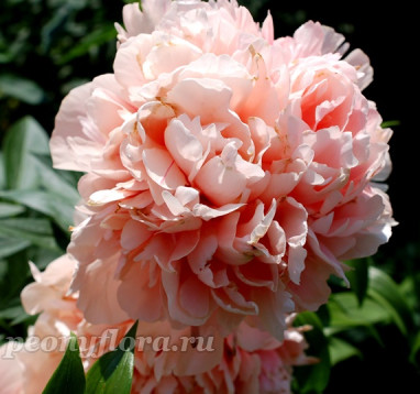 Пион Glowing Raspberry Rose (Глоуинг Распберри Роуз)