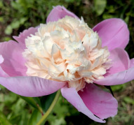 Пион Античная Камея 