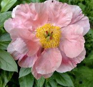 Пион Атласный