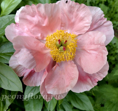 Пион Атласный