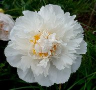 Пион Белый Терем 