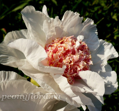 Пион Коралловый Сюрприз  