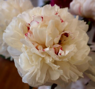 Пион Фарфоровая Грация  