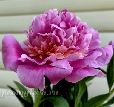 Пион Фокстрот