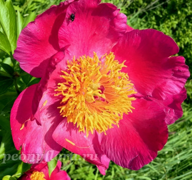 Пион Гвардейский 