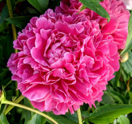 Пион Малиновый Щербет 