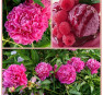 Пион Малиновый Щербет 