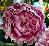 Пион Рахат Лукум 